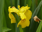 FZ030295 Yellow Iris.jpg